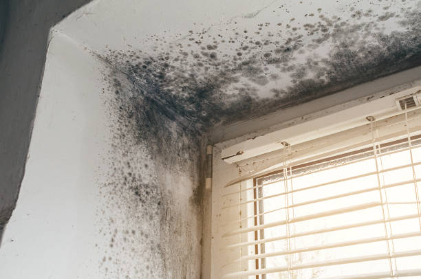 Affordable Crawl Space Mold Removal solutions in Circle Pines, MN